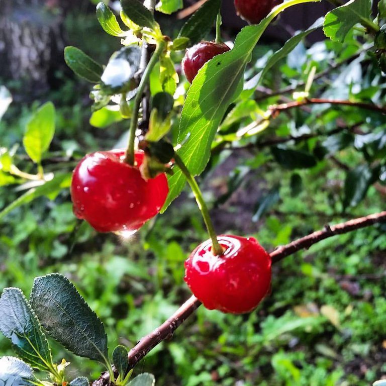 Сочная вишня картинки