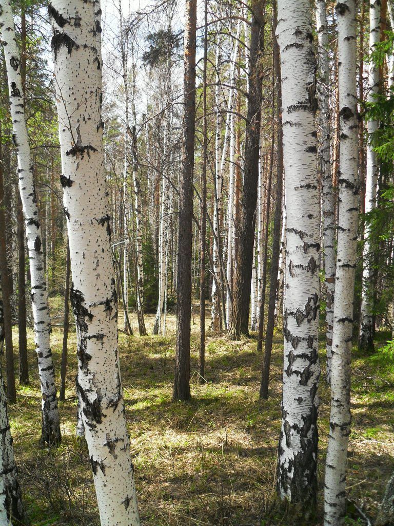 Картинки березовая роща весной